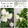Гортензия метельчатая (Hydrangea paniculata) Меджикал Монблан Р9 СП/25