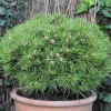 Сосна черная (Pinus nigra) Мари Брегон Шт-40 С10 ГЕ/25
