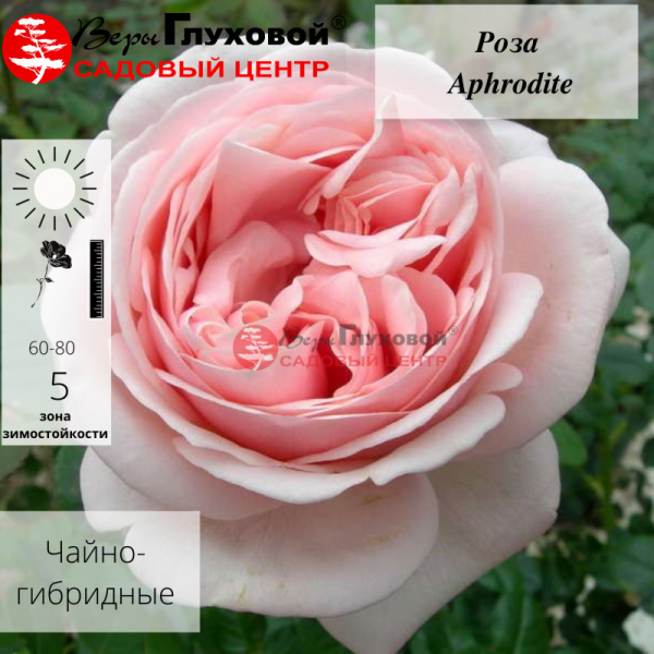 Основное изображение товара