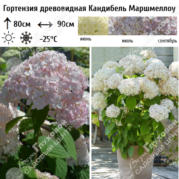 Гортензия древовидная "Кандибель Маршмеллоу" на фото