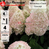 Гортензия метельчатая (Hydrangea paniculata) Меджикал Свит Саммер  С3 СП/25